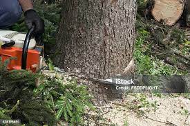 Trusted Hopewell, TN Tree Removal Experts