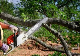 Best Lawn Pest Prevention  in Hopewell, TN