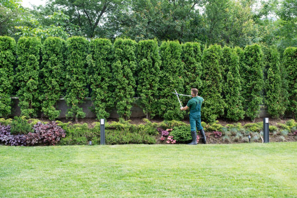 Organic Lawn Care Solutions in Hopewell, TN