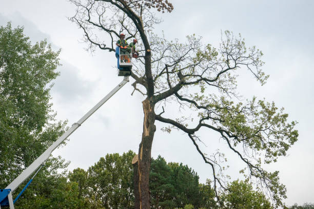 How Our Tree Care Process Works  in  Hopewell, TN