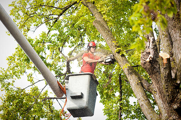 Seasonal Cleanup (Spring/Fall) in Hopewell, TN